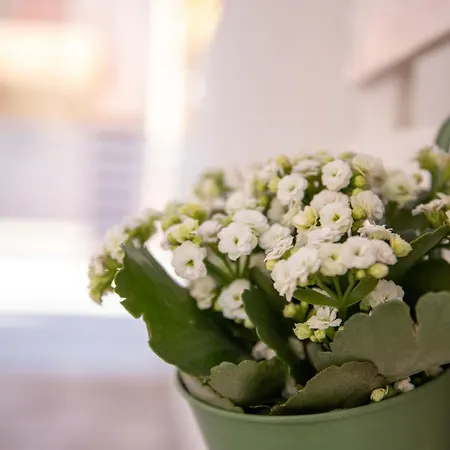 Sofia מרינה די רגוזה