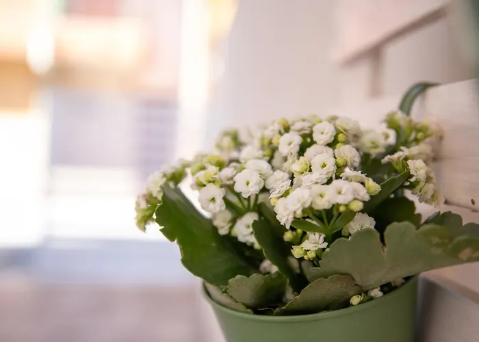 Sofia 마리나디라구사